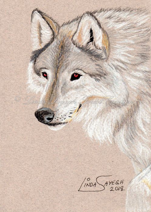 Grey wolf with Crimson eyes by Linda Sayegh